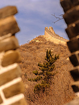 rong bach kim 666