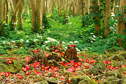soi cầu mo bi