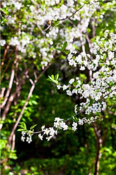lô tô bạch thủ