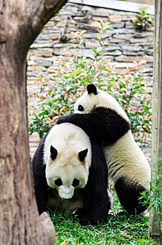 soi cau du doan mien bac