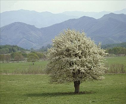 soi cau rong bach kim 2 nhay