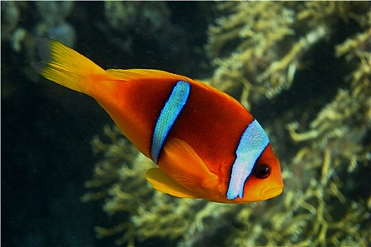 soi cau 668