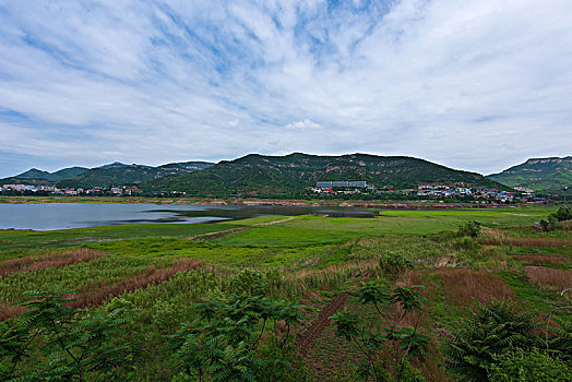 bach thu soi cau