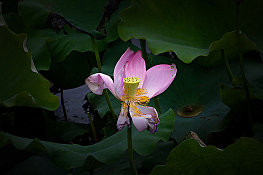 soi cau lo bach thu rong bach kim