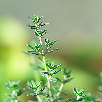 dự đoán lô bạch thủ