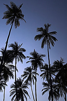 soi cau thuan vu