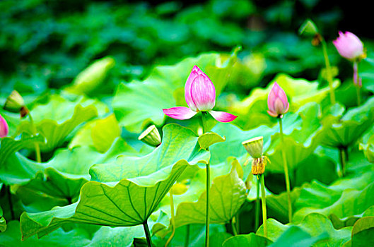 bach thu mien phi