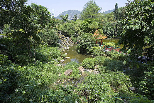 soi cau lo bach thu mien bac mien phi