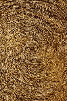 bạch thủ lô ngày mai