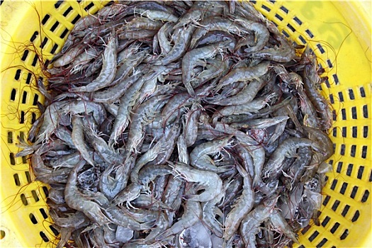 kqxs ninh thuận