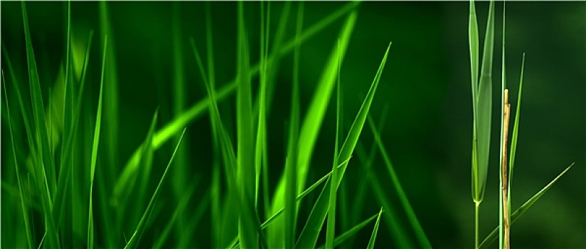 dự đoán bạch thủ miền nam