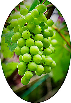 xs bạc liêu