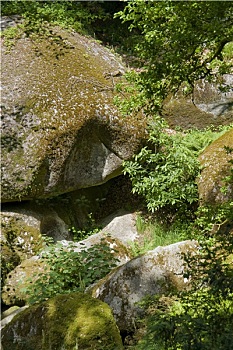 soi cau lo rong