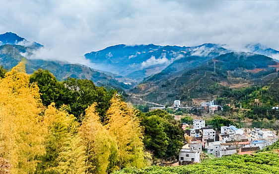 rong bach kim 247