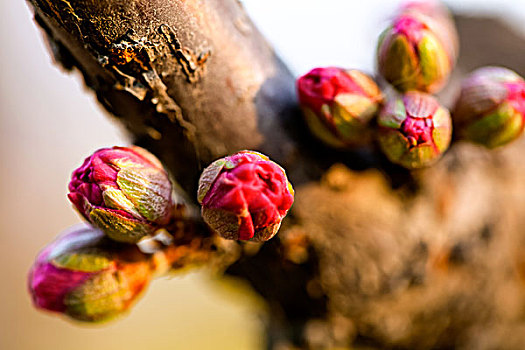 coi xổ số