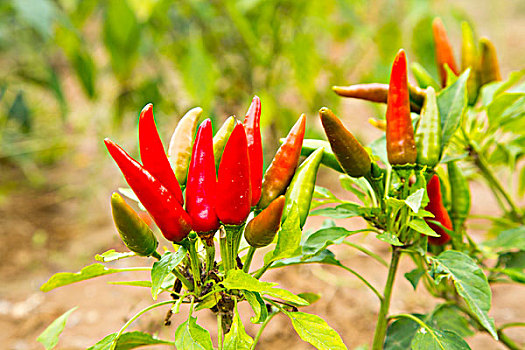 xổ số khánh hòa 30 ngày