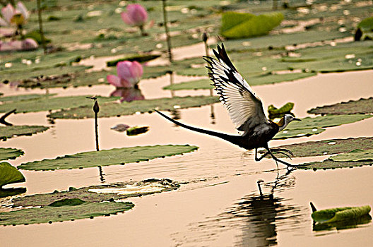 bạch thủ là giải mấy