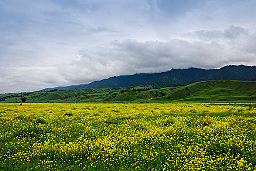 soi cau lo bach thu