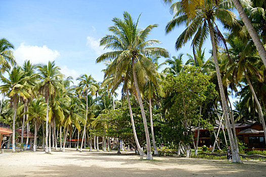 soi cau hay wap