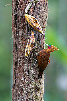 du doan xs mien nam hom nay