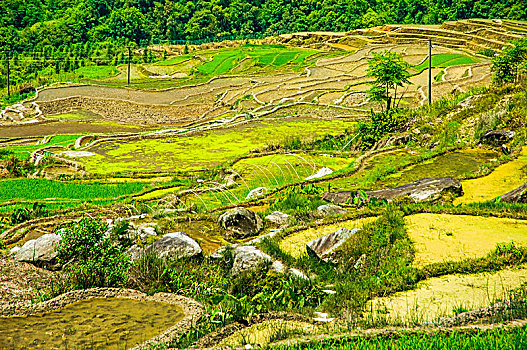 du doan bach thu lo