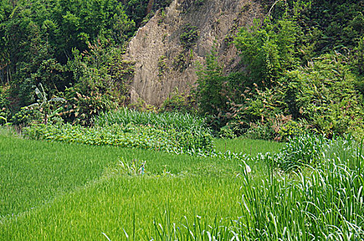 lô bạch thủ hôm nay