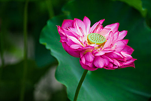 miền bắc thứ ba
