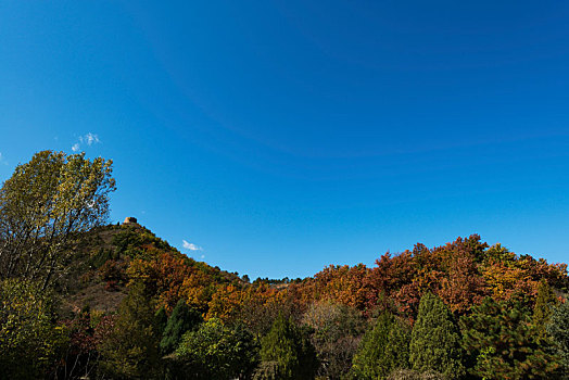 soi câu bach kim