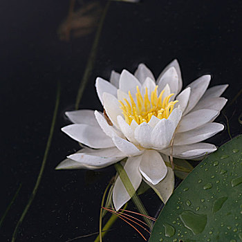 soi cau lo chinh xac 100 danh lo khong lo