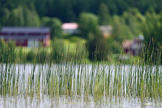 cau lo mien nam