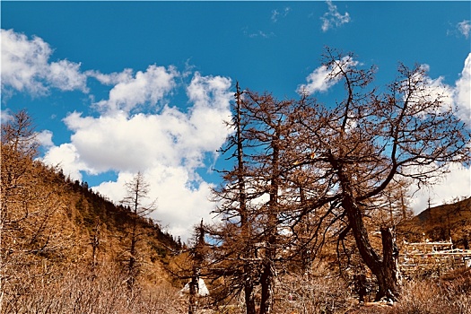 cau bach thu ngay mai