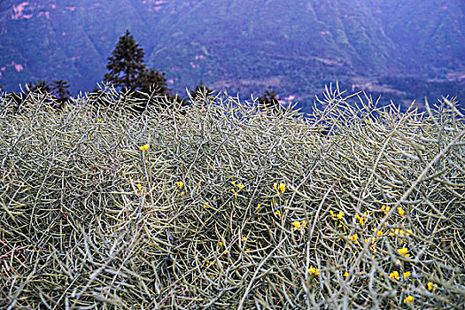 soi cau du doan xsvl