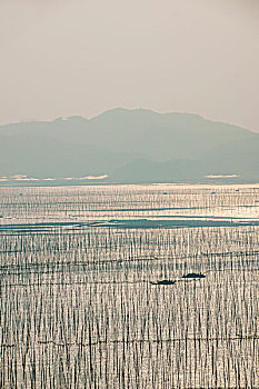 soi cau lo bachthu