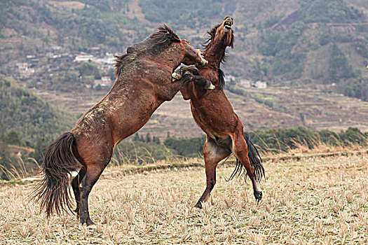 cầu lô tô miền bắc