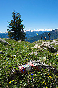 cau bach thu la
