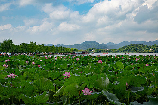 soi cau lo bach thu mien bac mien phi