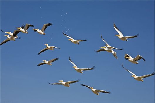 cầu lô tô bạch thủ