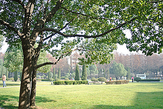 cau bạch thu hom nay