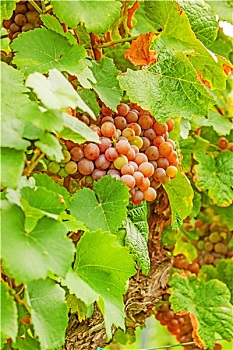 soi cầu lô đề miễn phí