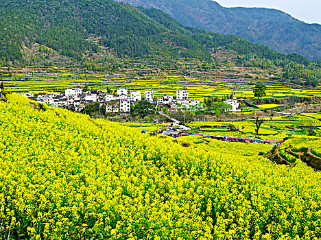 soi cầu bạch thủ 247