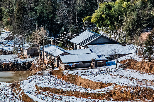 soi cau bach thu ngay hom nay