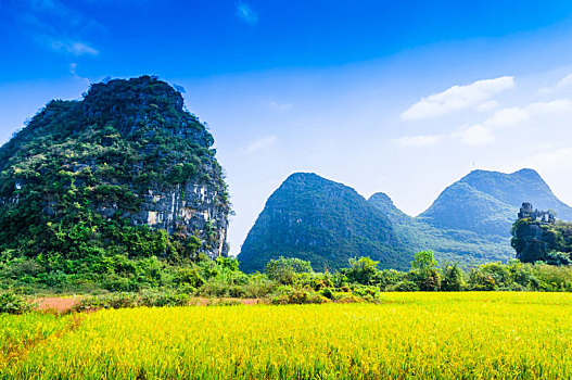 lo kep bach thu khung 3 ngay