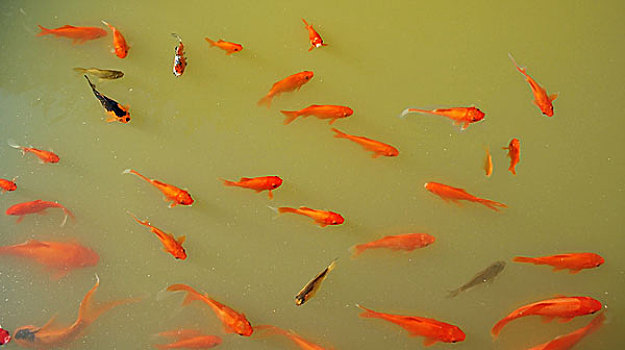 dàn đề 10 số