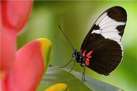 soi cau 368