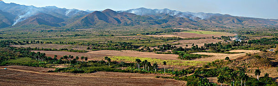 rong bach kim soi cau