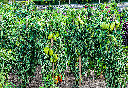 số bình dương