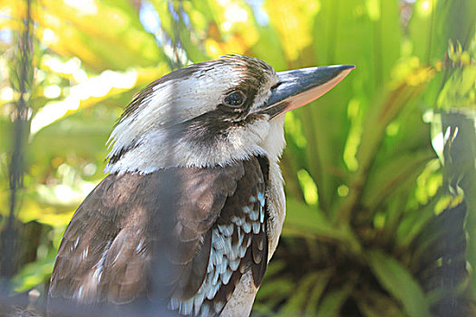 du doan w
