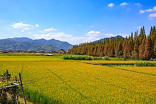 soi cầu lô miễn phí