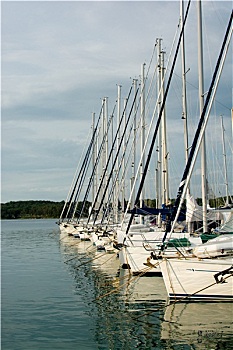 cau bach thu la