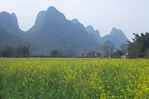 miền bắc trực tiếp